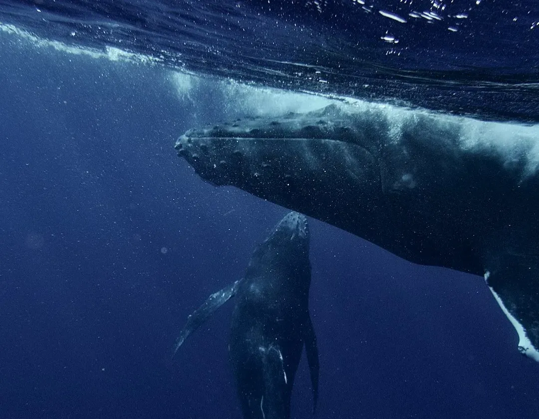 10. Whales Carrying And Guarding Their Dead Calves (Image Credits: Unsplash)