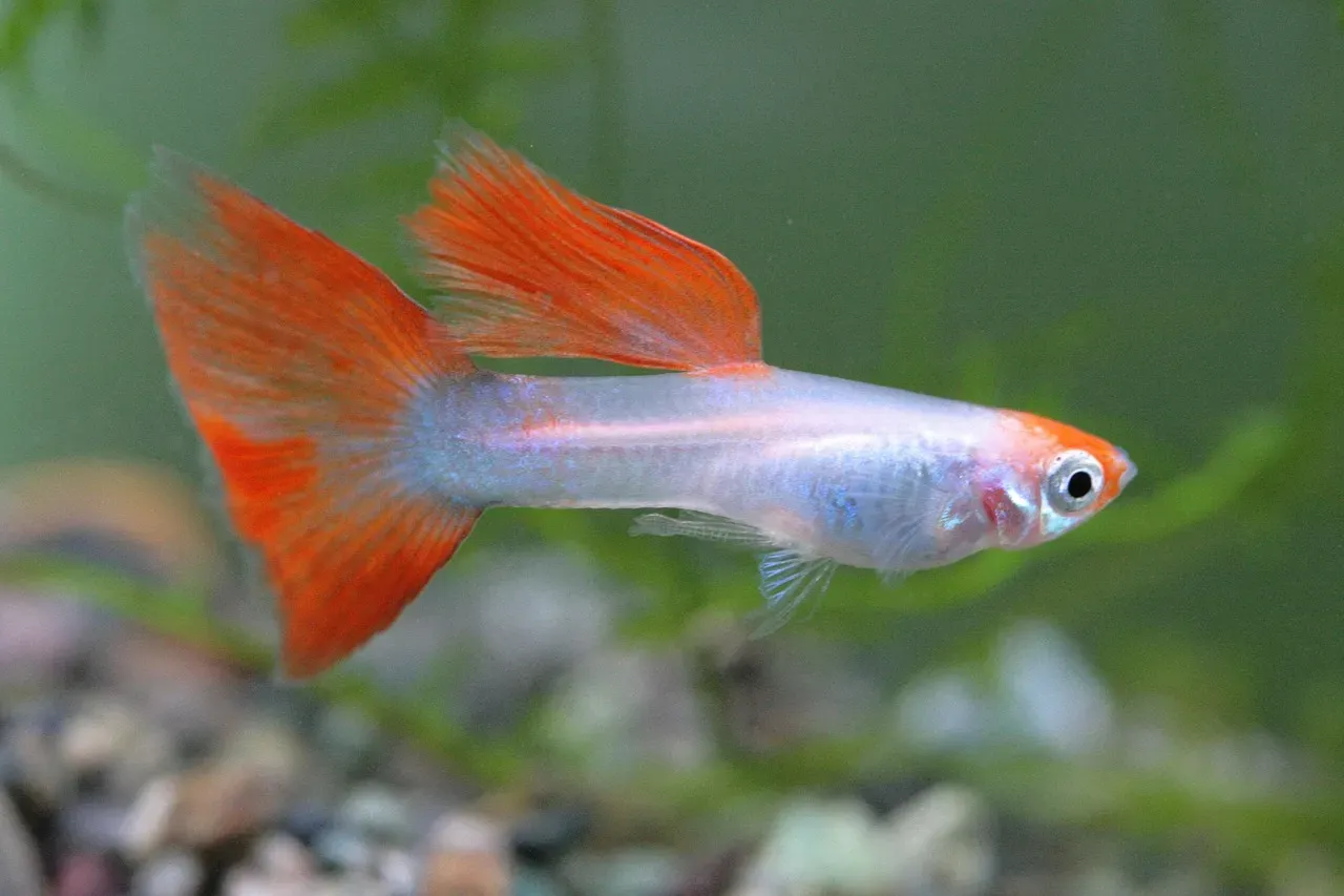 How Scientists Test Tiny Fish on Big Cognitive Questions (Image Credits: Pixabay)
