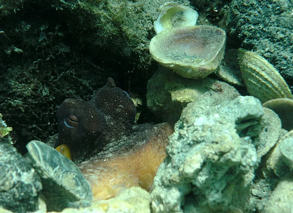 What Shell-Strewn Dens Tell Us About Life Underwater (amanderson2, Flickr, CC BY 2.0)