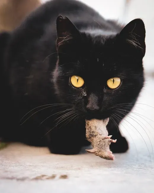 Bringing “Gifts” Of Dead (Or Half-Dead) Prey (Image Credits: Pexels)