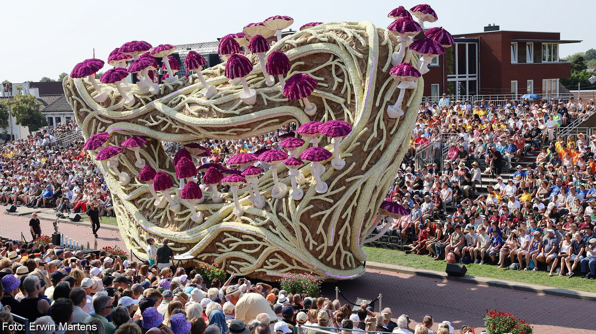 Inside the Network: The Fungal Highways (Image Credits: Wikimedia)