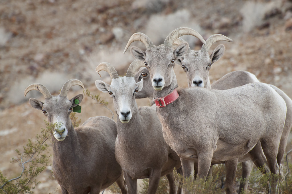 Strategic Population Management (Image Credits: Flickr)