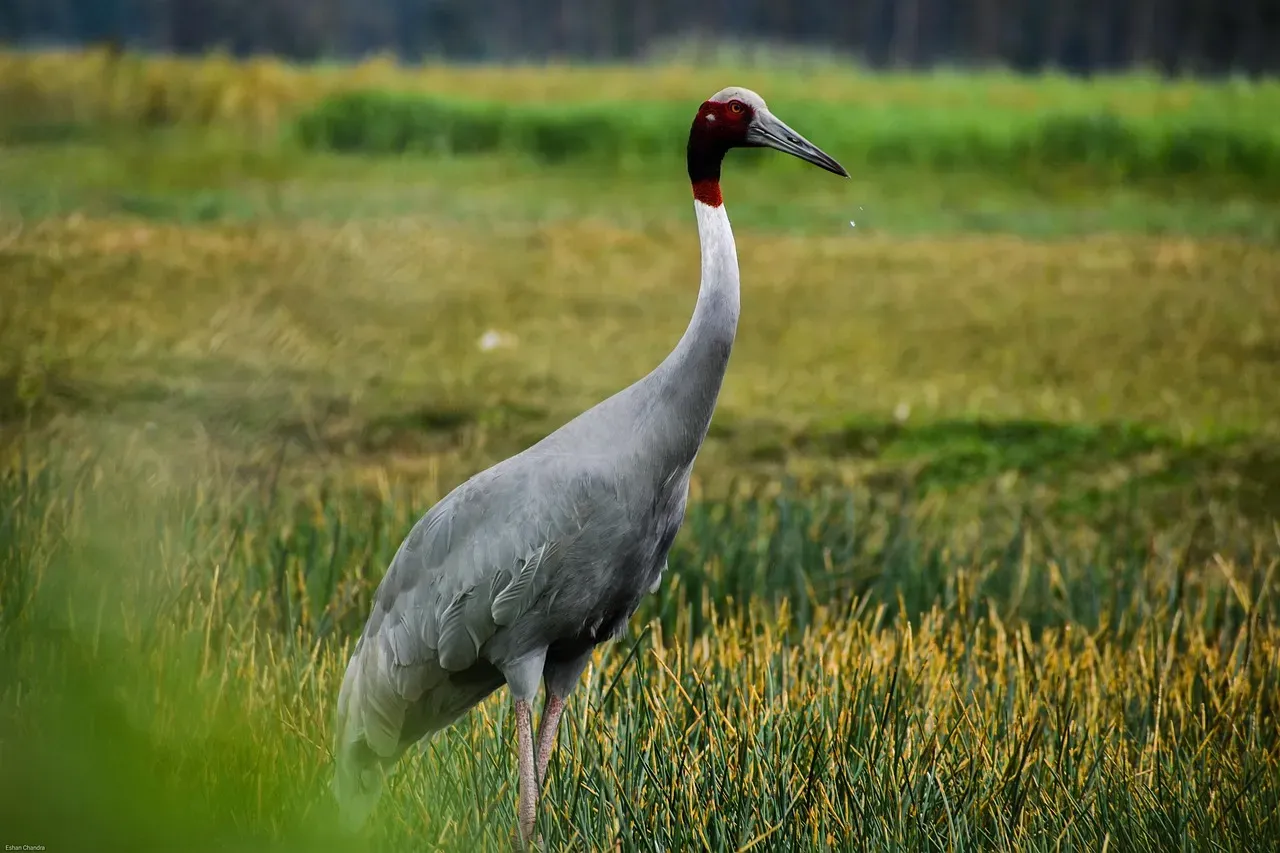 Sarus Crane – The Tallest Flying Bird on Earth (Image Credits: Pixabay)