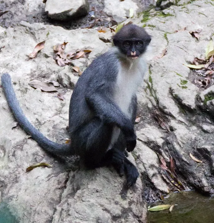 #9 - Miller's Grizzled Langur: The Monkey Scientists Didn't Believe In Anymore (Image Credits: Flickr)