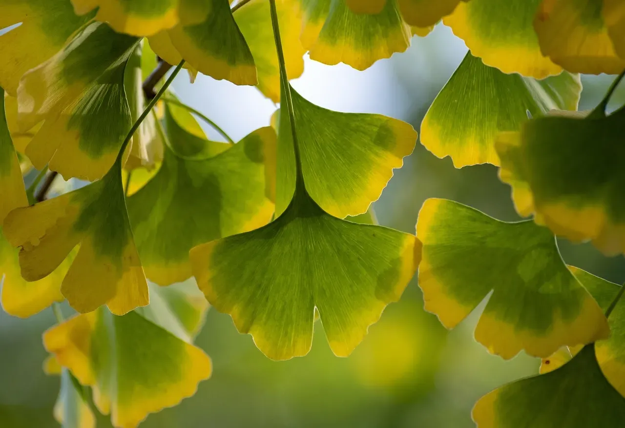 8. Gingko Biloba – The Living Fossil That Protects Its Own Brain (and Maybe Ours) (Image Credits: Pixabay)