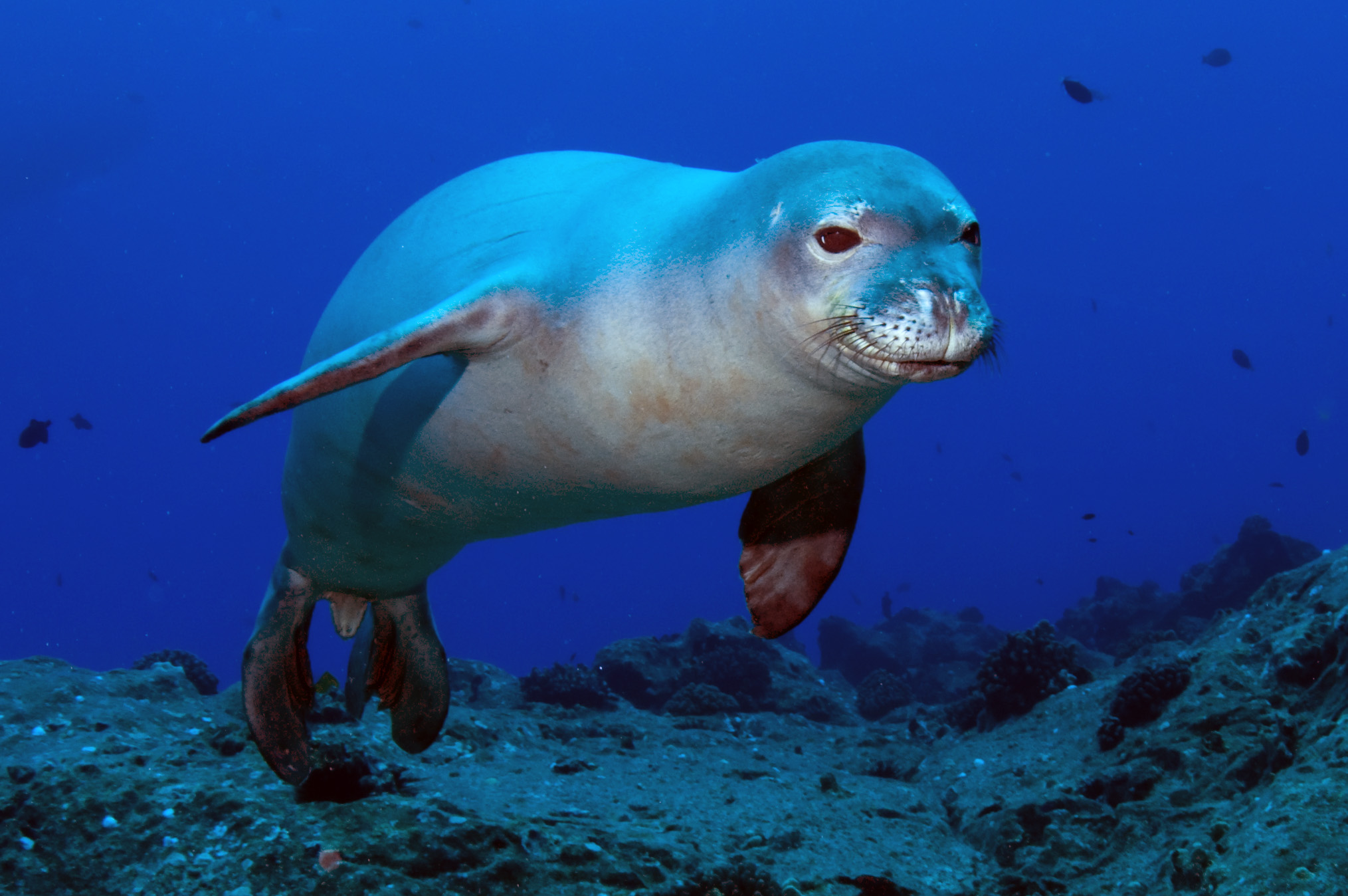Pisces: The Hawaiian Monk Seal (Image Credits: Wikimedia)