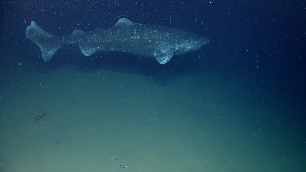 The Long-Lived Ocean Giants: Greenland Sharks and Rockfish (Image Credits: Flickr)
