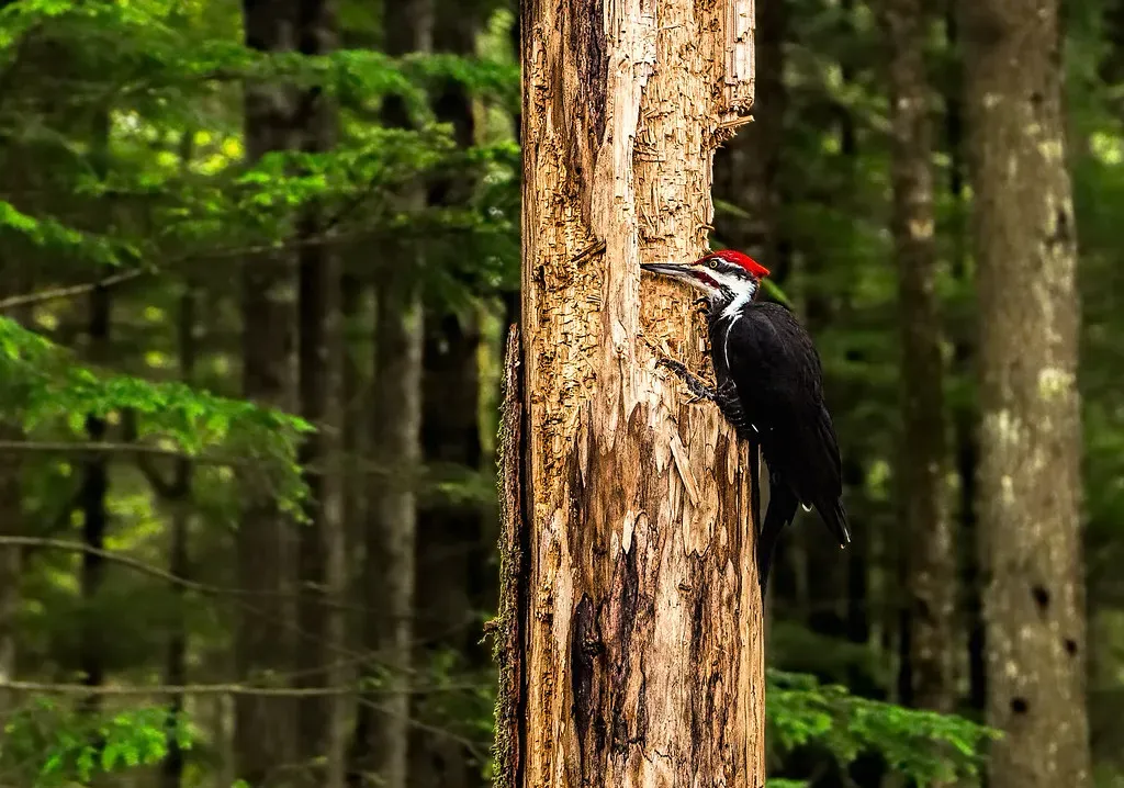 Why Woodpeckers Are Drawn To Dead Trees First (docoverachiever, Flickr, CC BY 2.0)