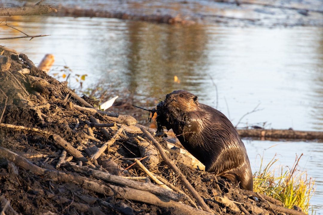 Gemini: The American Beaver of New York (Image Credits: Unsplash)