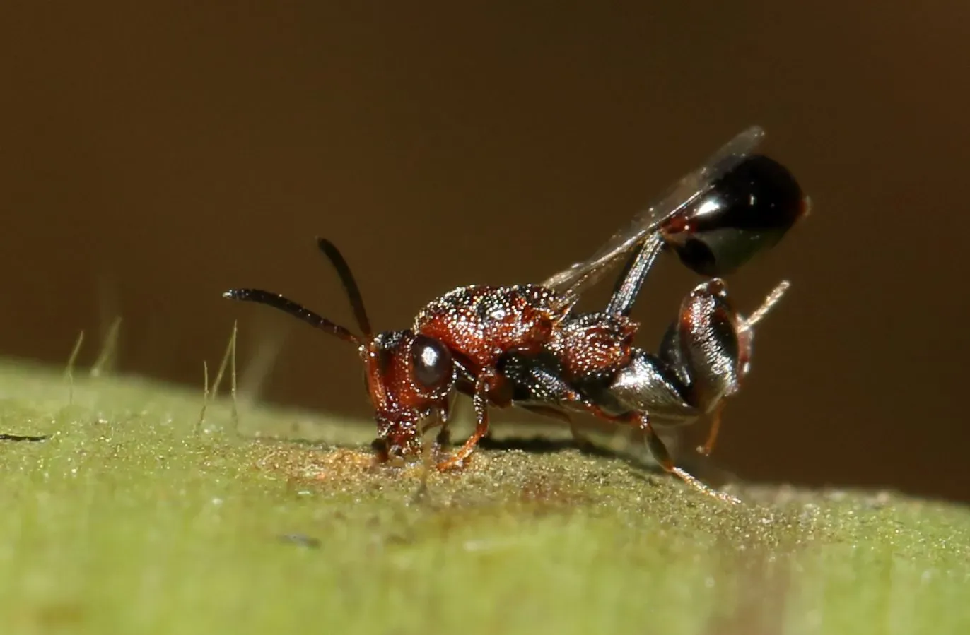 16. There Is a Fungus That Can Take Over an Insect’s Body (Image Credits: Wikimedia)