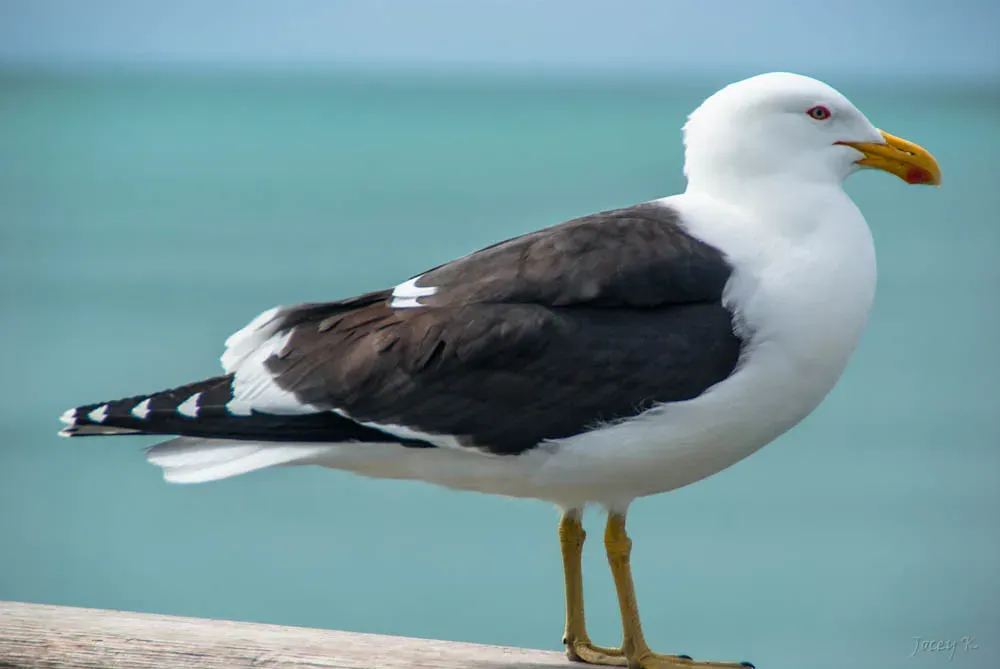 Animal Earthquake Sensing: Can Creatures Feel Disasters Before We Do? (Image Credits: Flickr)