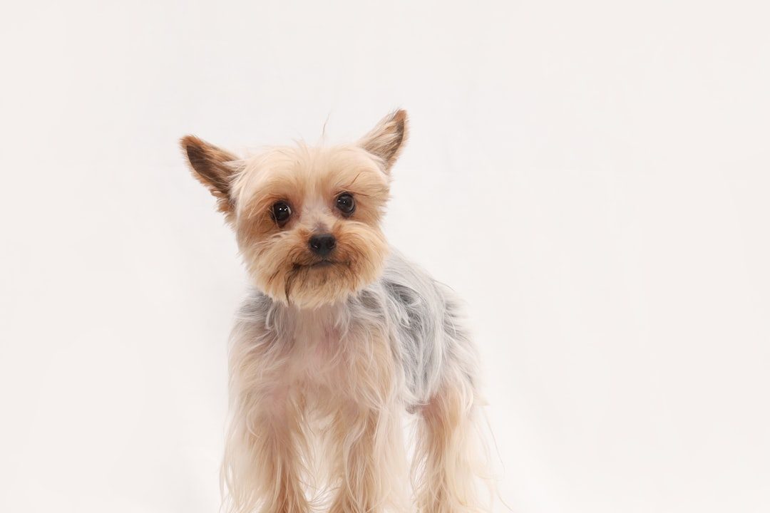 2. Yorkshire Terrier (Image Credits: Unsplash)