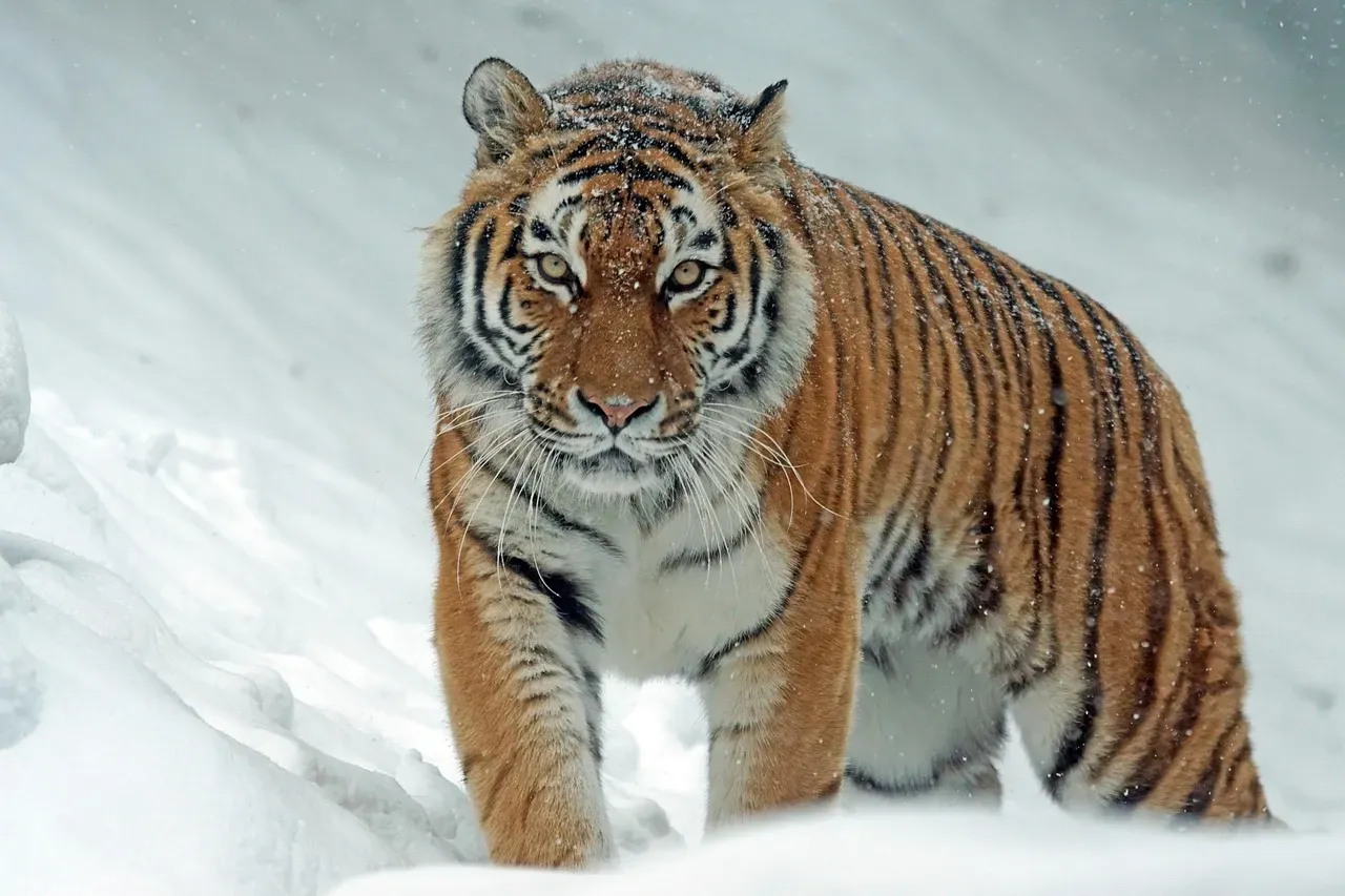 Human Misconceptions and the “Tough Loner” Story (Image Credits: Pixabay)