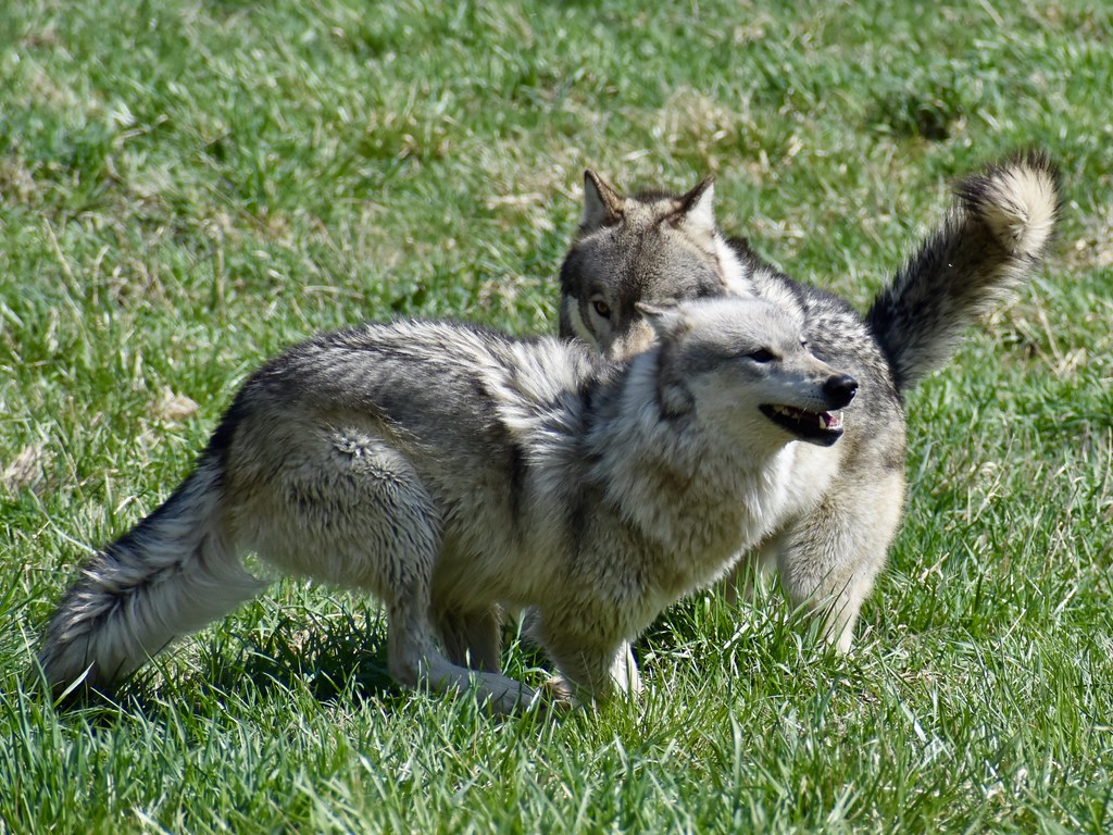 The Domino Effect of Trophic Cascades (Image Credits: Flickr)