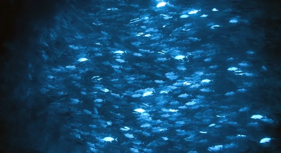 Pisces: The School of Fish Merging and Drifting Through Emotional Currents (Image Credits: Unsplash)