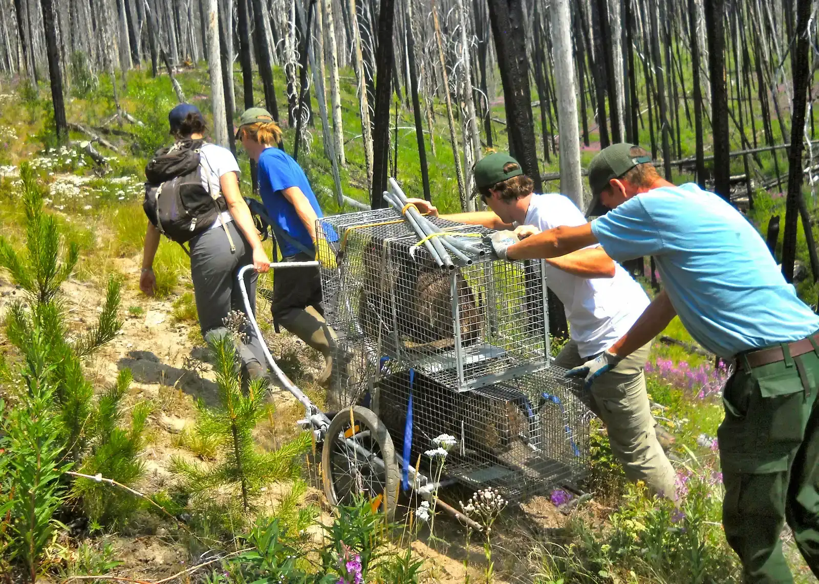 Reintroduction Programs Gain Momentum (Image Credits: Wikimedia)