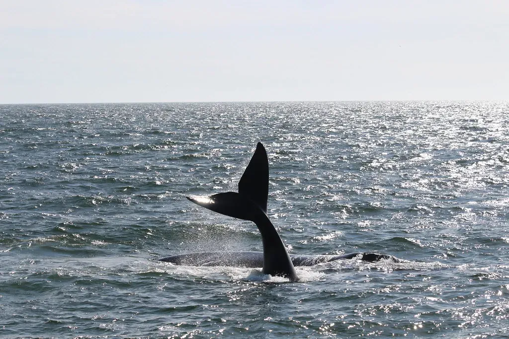 Climate Change Is Scrambling Their Food Supply (Image Credits: Flickr)