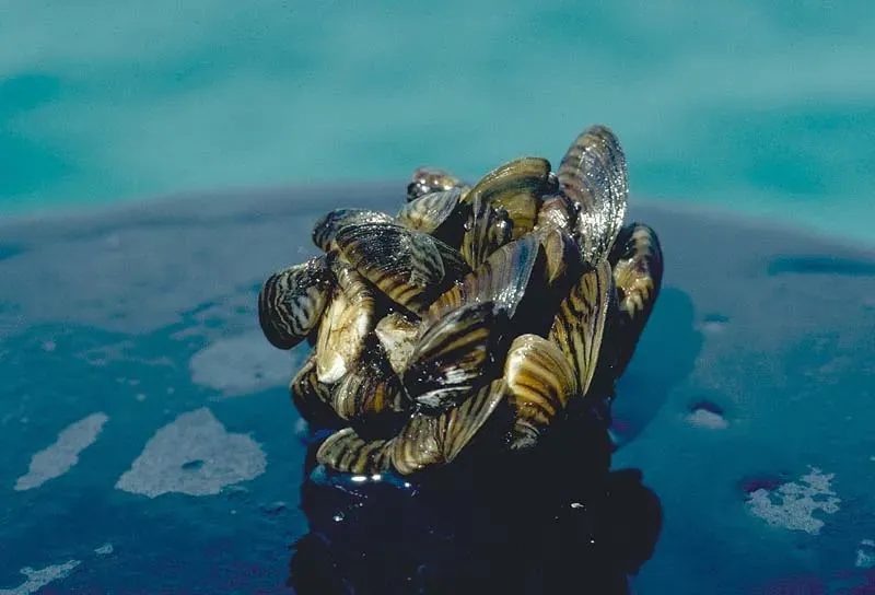 #8 Zebra Mussels: Tiny Shells, Massive Distance (Public domain)