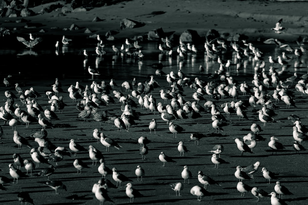 Edge Senses at the Coast: Crabs, Turtles, and Shorebirds Read the Tide’s Mood (Image Credits: Unsplash)