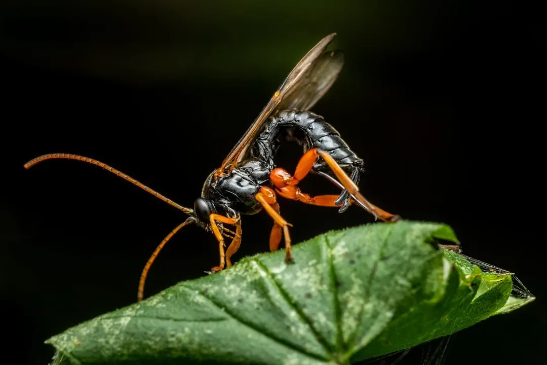 8. Parasitic Wasps: Living Horror Movies for Insects (Image Credits: Unsplash)