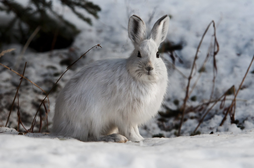 The Practical Rabbit: Alert and Cautious (Image Credits: Flickr)