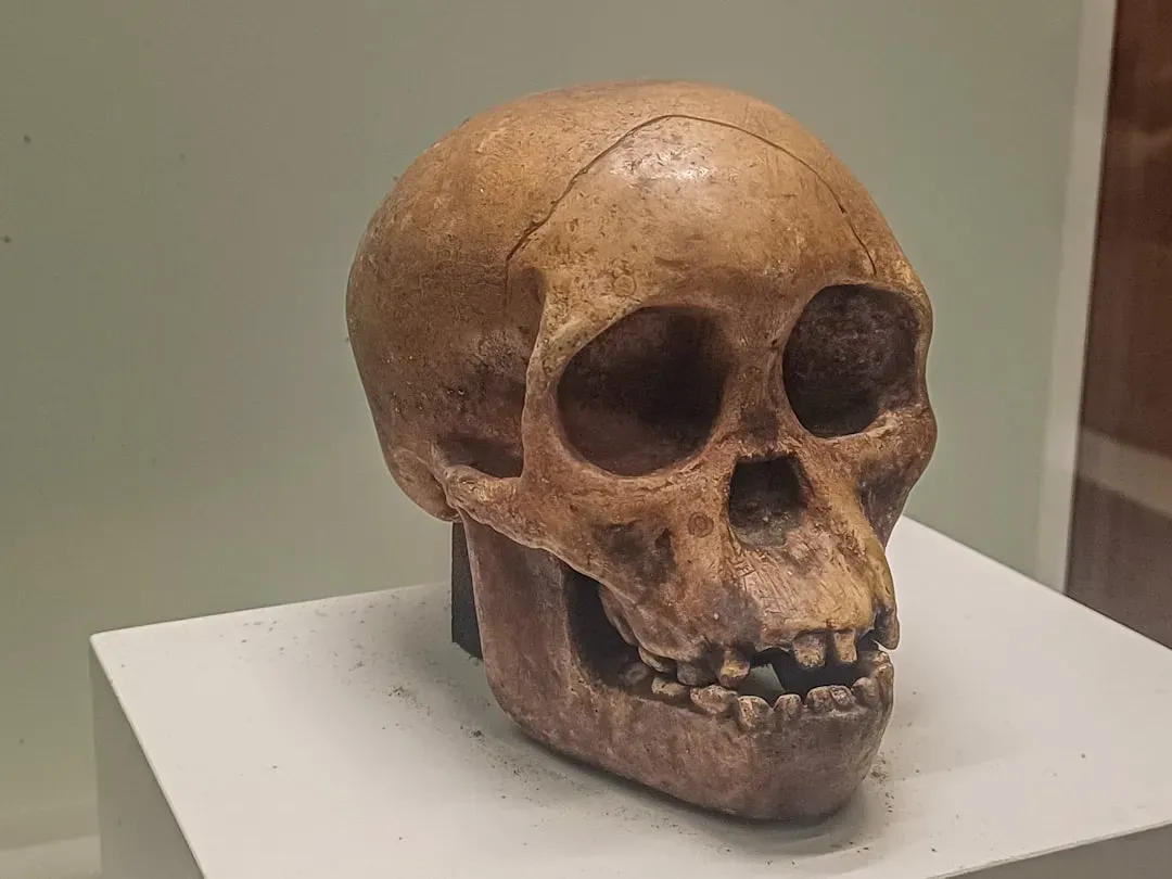 #5 - Ancient Tartar Proves Who Was Drinking Milk (Image Credits: Unsplash)
