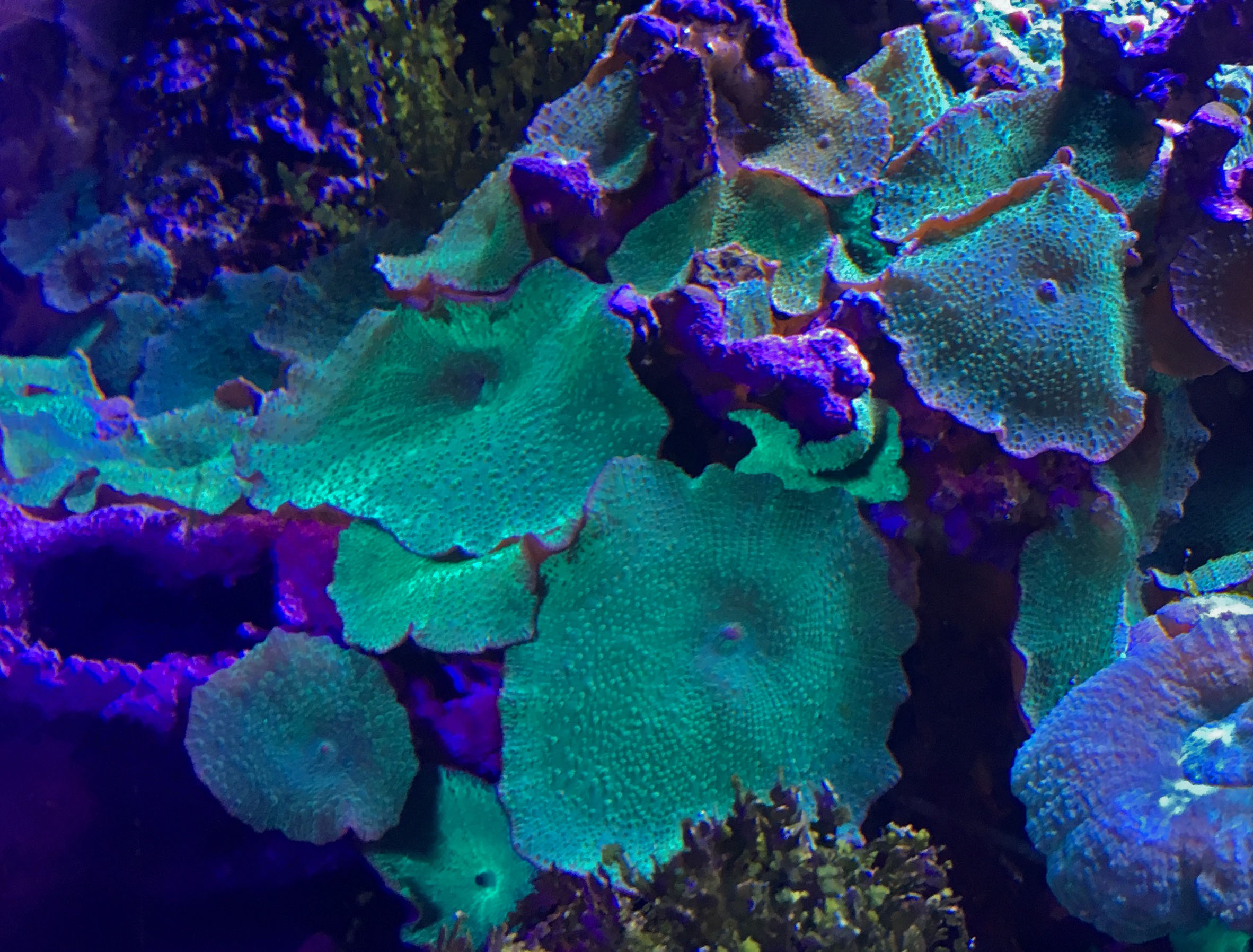 Heatwaves and Warning Colors in the Florida Keys (Image Credits: Wikimedia)