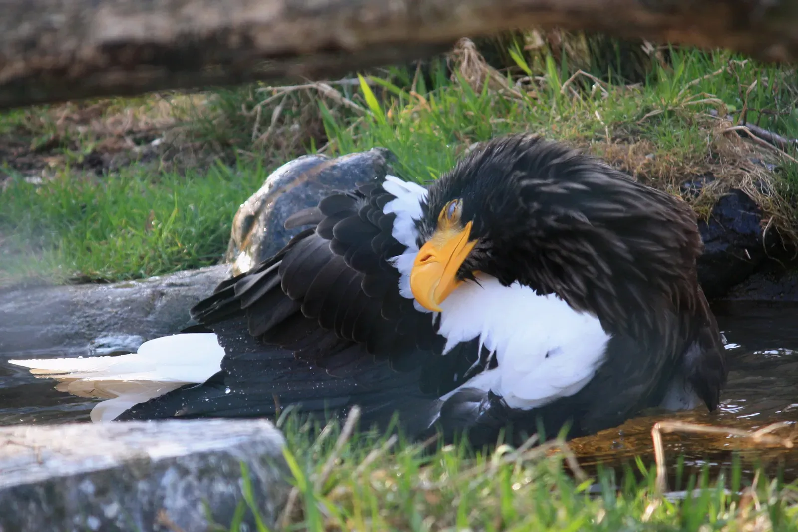 Extremely Limited Geographic Range (Image Credits: Wikimedia)