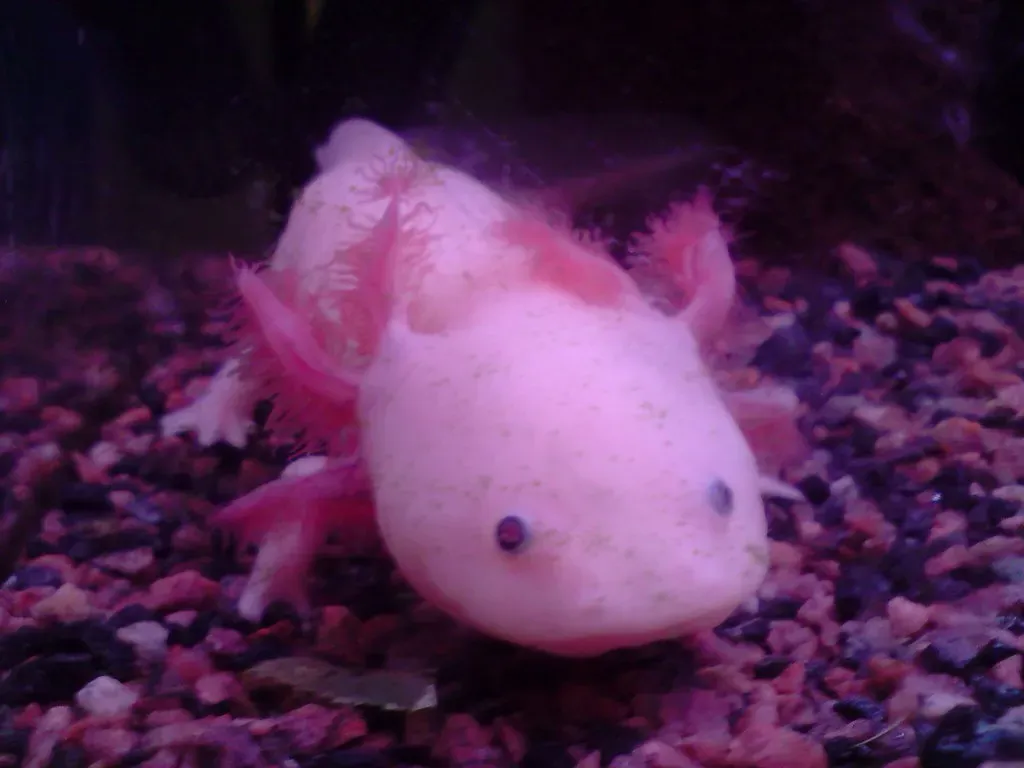 The Axolotl's Perfect Regeneration Without Scarring (Image Credits: Flickr)