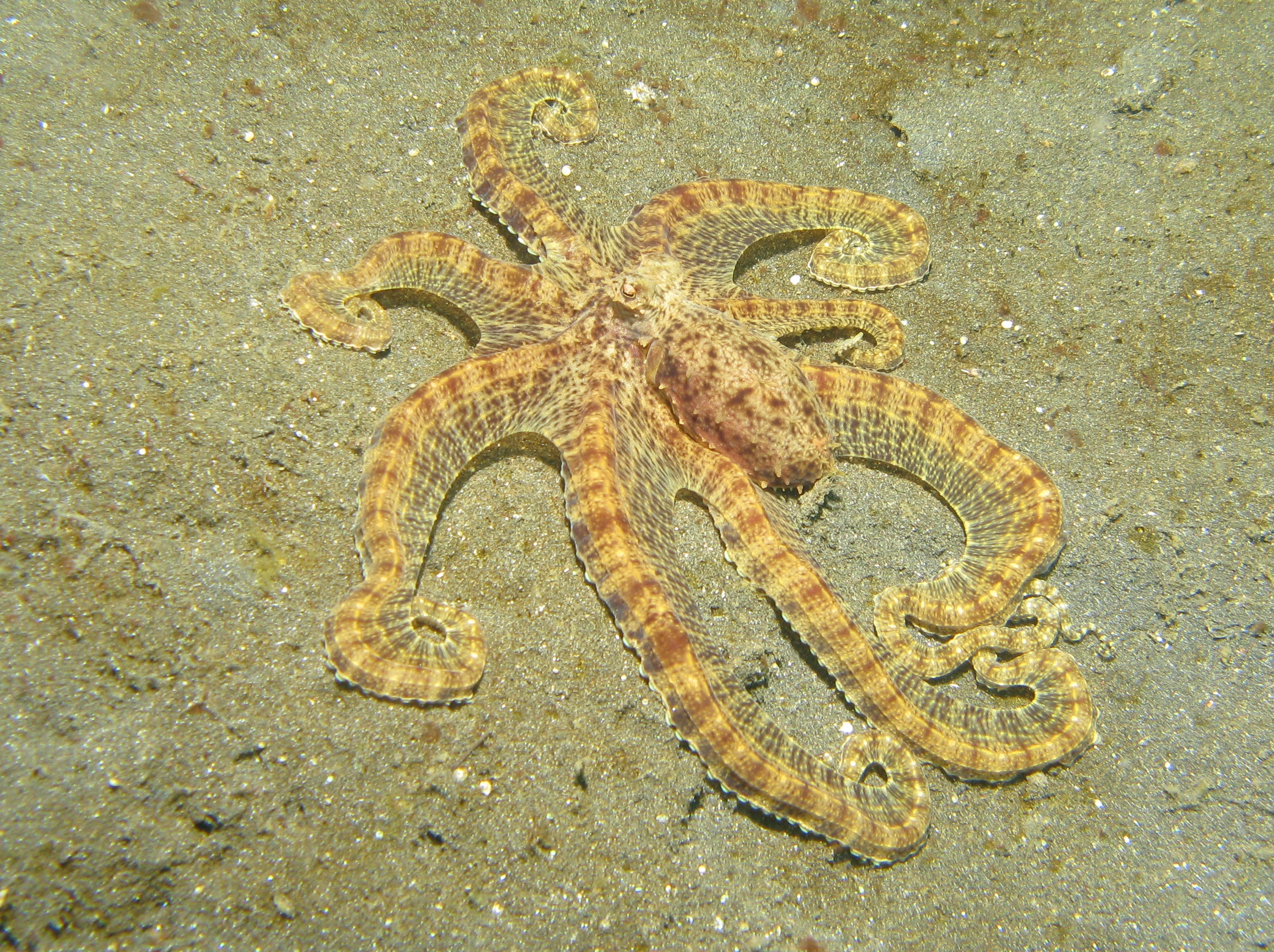 Scorpio: The Octopus Master of Transformation (Image Credits: Wikimedia)