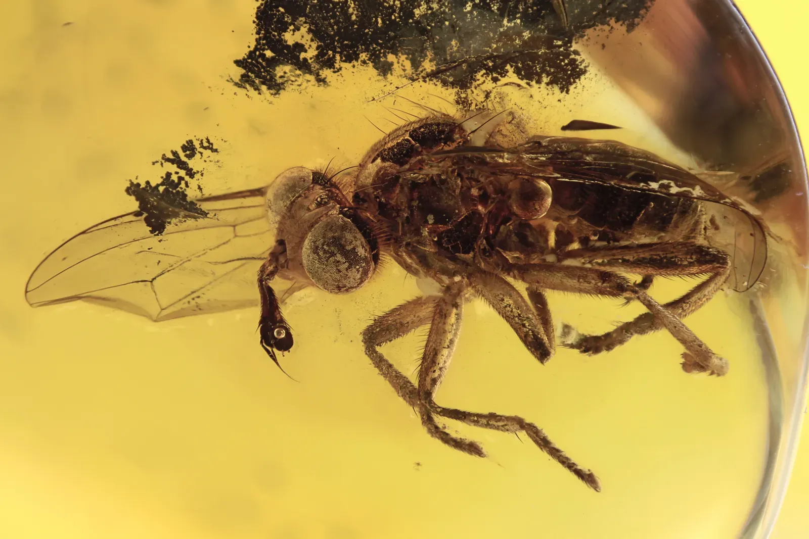 #6 - The Missing-Link Fungus Gnat Connecting Japan and North America (By Jonas Damzen ( amberinclusions.eu ) - Vilnius, Lithania, CC BY-SA 4.0)