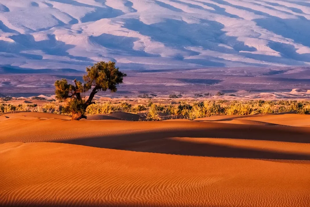 From Sand to Savannah: How Vegetation and Rainfall Reinforce Each Other (Image Credits: Unsplash)