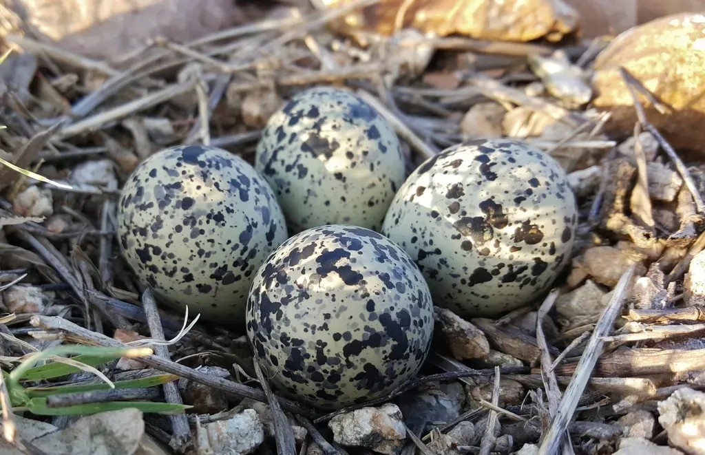 4. You Walk Past Their Nests Without Ever Seeing Them (Image Credits: Rawpixel)