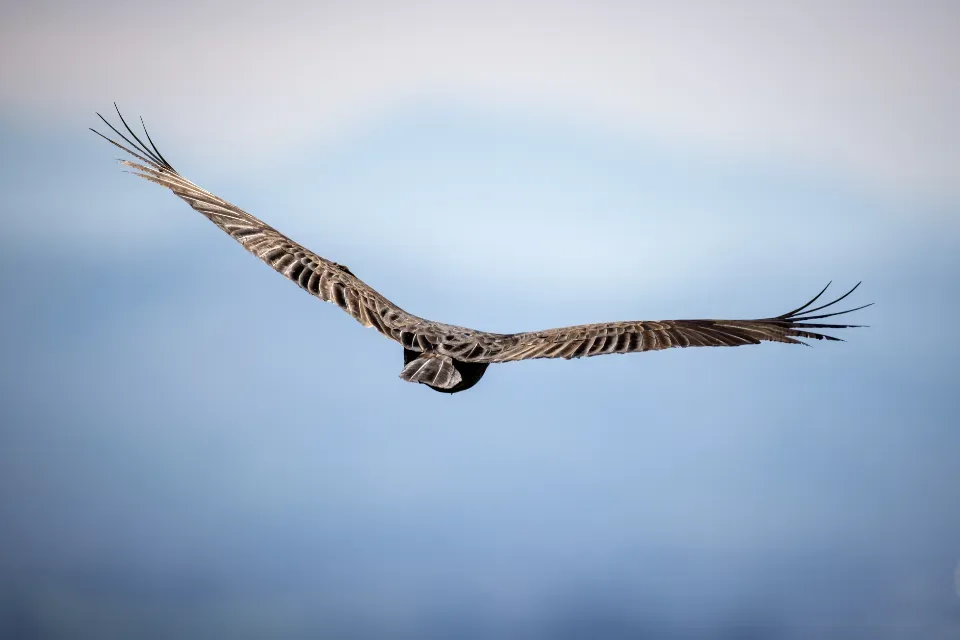 The Difference Between Flapping and Gliding (Image Credits: Stocksnap)