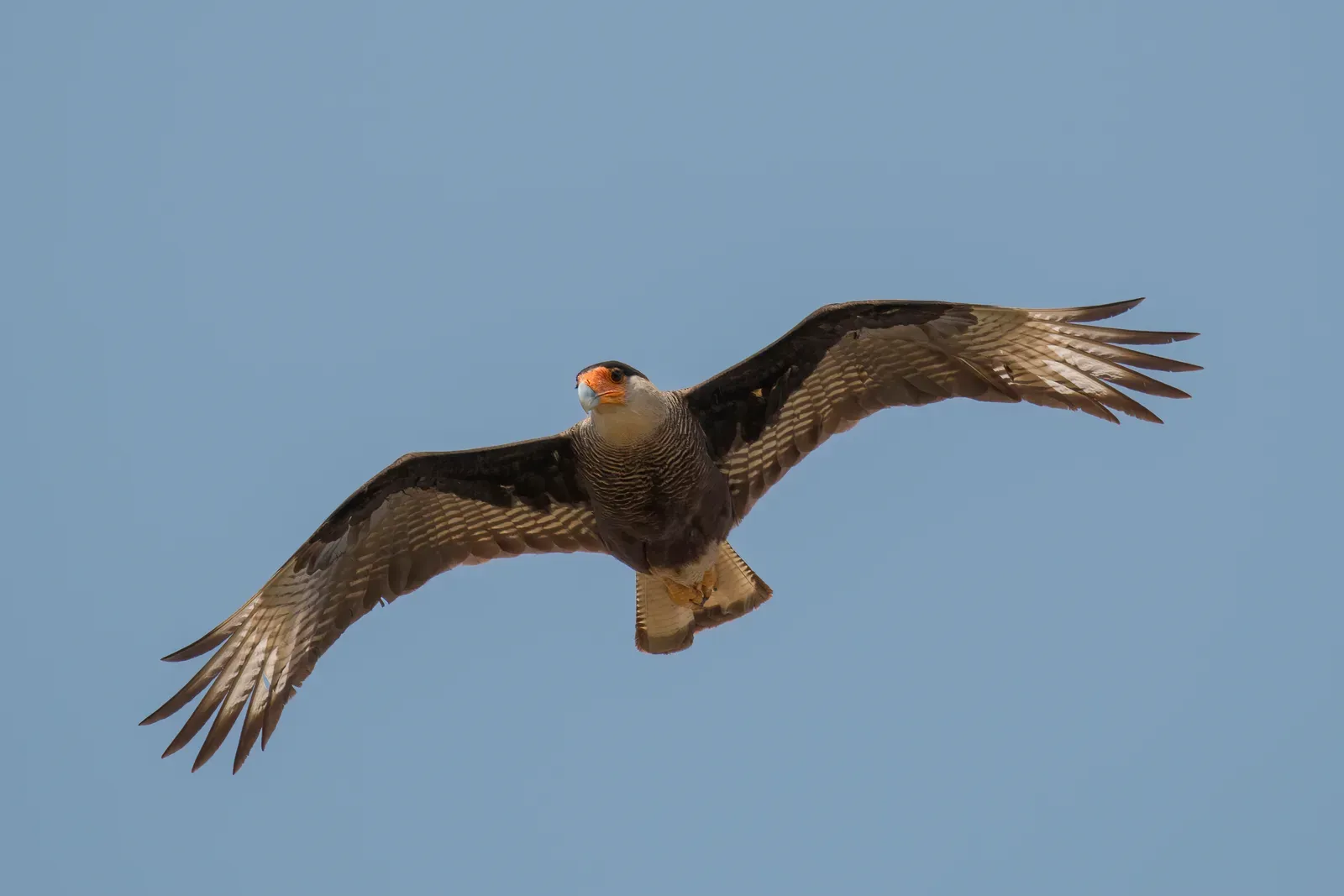 Caracaras (Especially the Crested Caracara): Opportunistic South American Raiders (Own work, from Sharp Photography, sharpphotography, CC BY-SA 4.0)