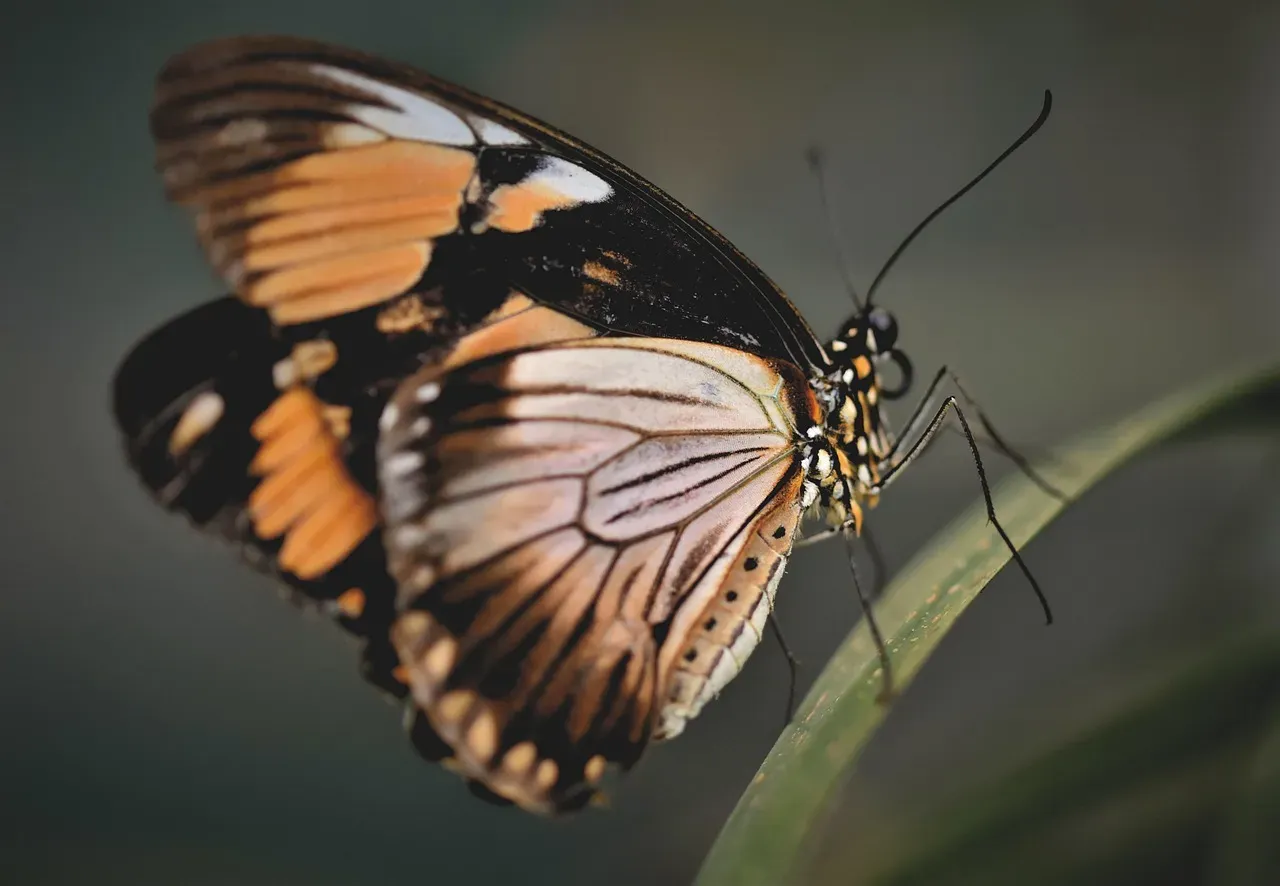 From Caterpillars to Butterflies: Carrying Chemical Weapons Into Adulthood (Image Credits: Pixabay)