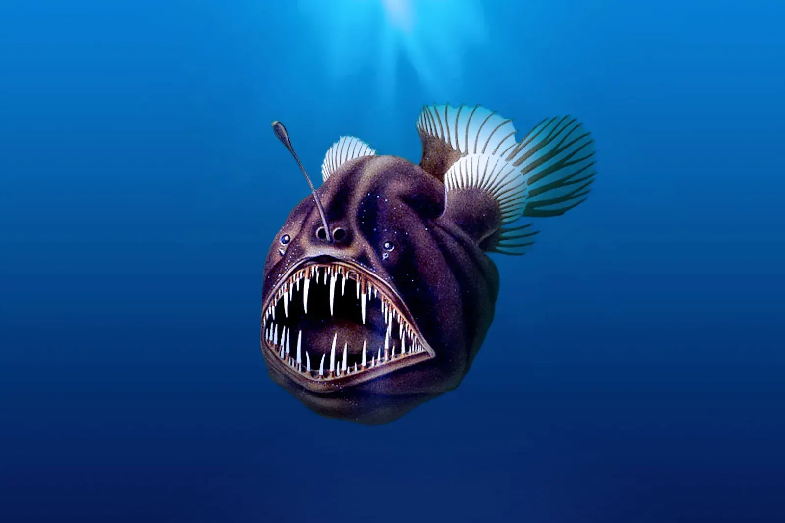 The Terrifying but Tiny Anglerfish (Image Credits: Wikimedia)