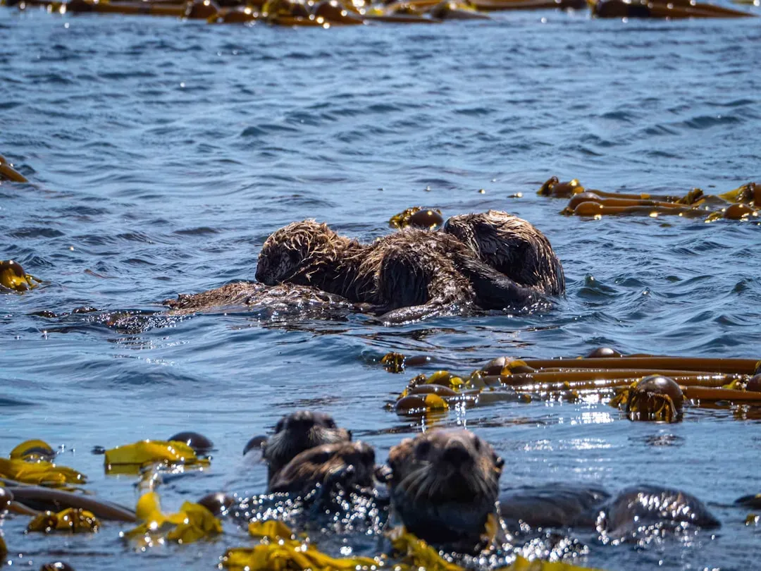 Otters, Kelp, and Climate: A Hidden Carbon Engine (Image Credits: Unsplash)