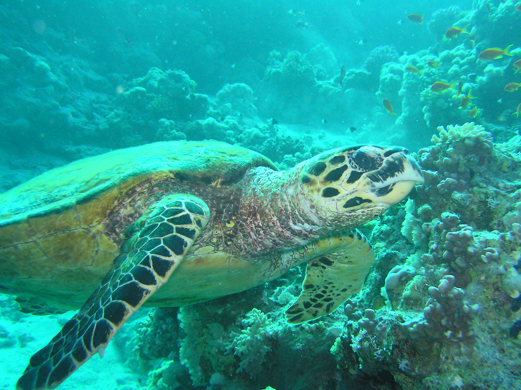 The Taurus Steady Glow: Hawksbill Sea Turtle (Image Credits: Flickr)