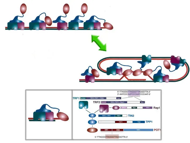 Telomeres, Cellular Lifespans, and the Hayflick Limit (Reactome, CC BY 3.0)