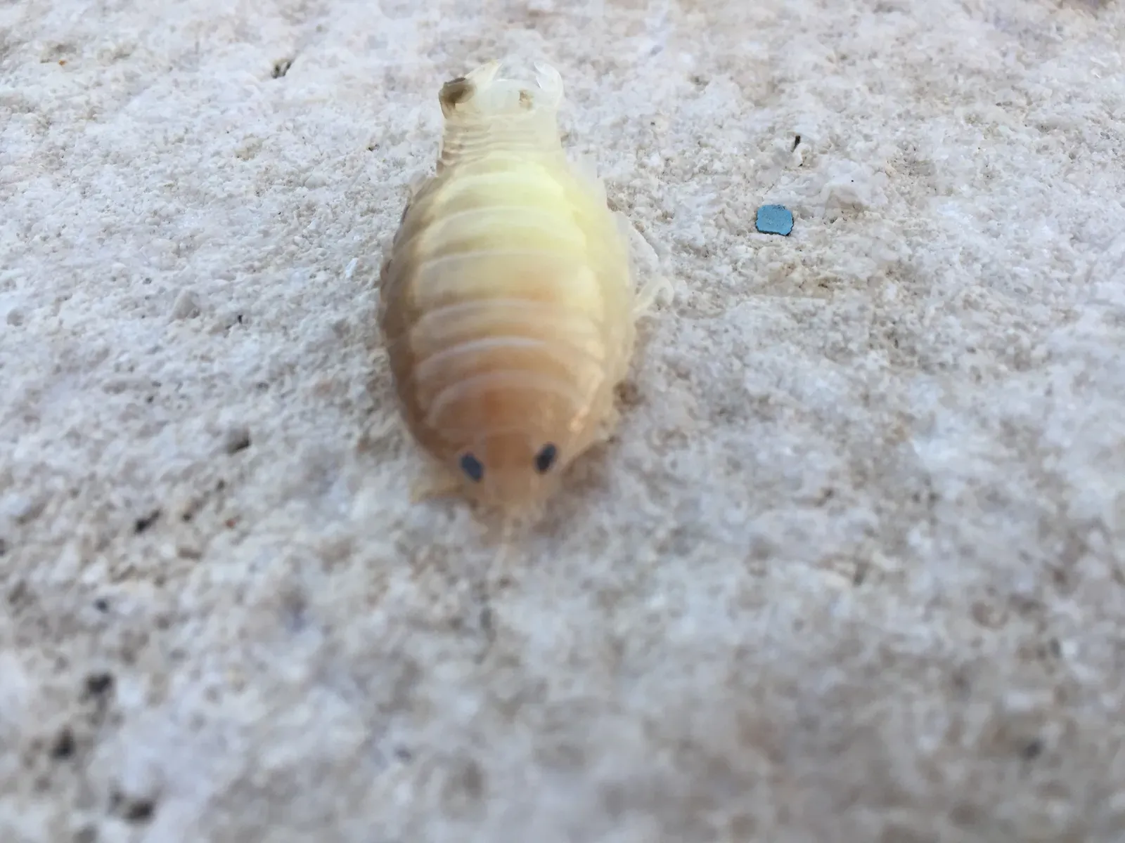 4. Popcorn-Like Parasitic Isopod (Image Credits: Wikimedia)