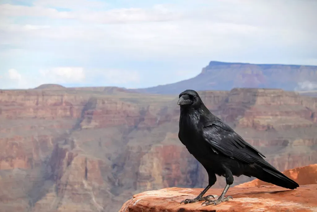 Training Your Own “Crow Radar” Without Losing Perspective (Image Credits: Rawpixel)