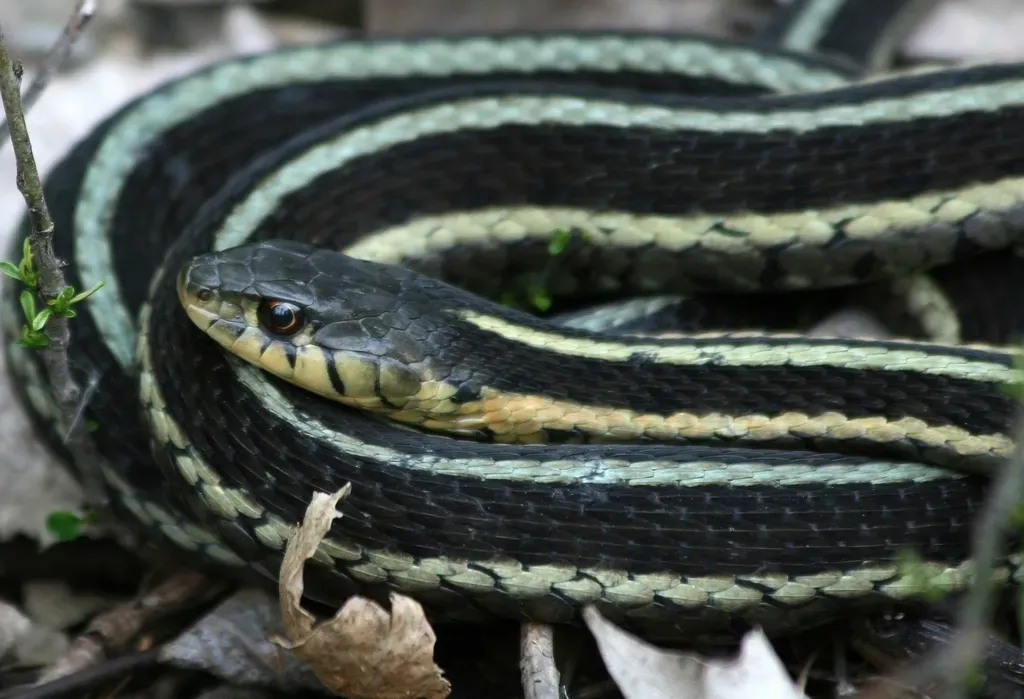 They Eat a Shockingly Wide Variety of Prey (Image Credits: Rawpixel)