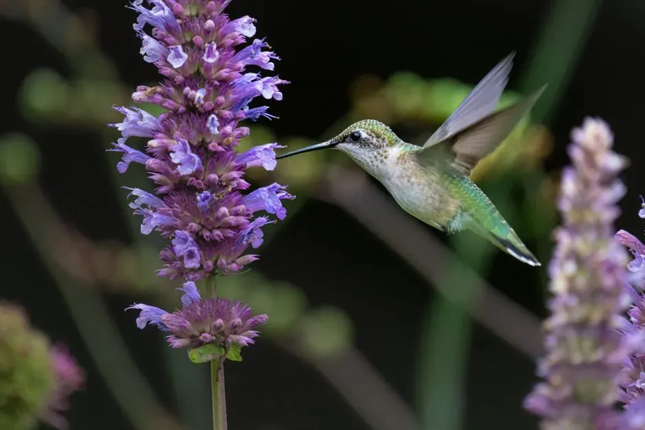 5. Hummingbird Mint (Agastache) (Image Credits: Pexels)