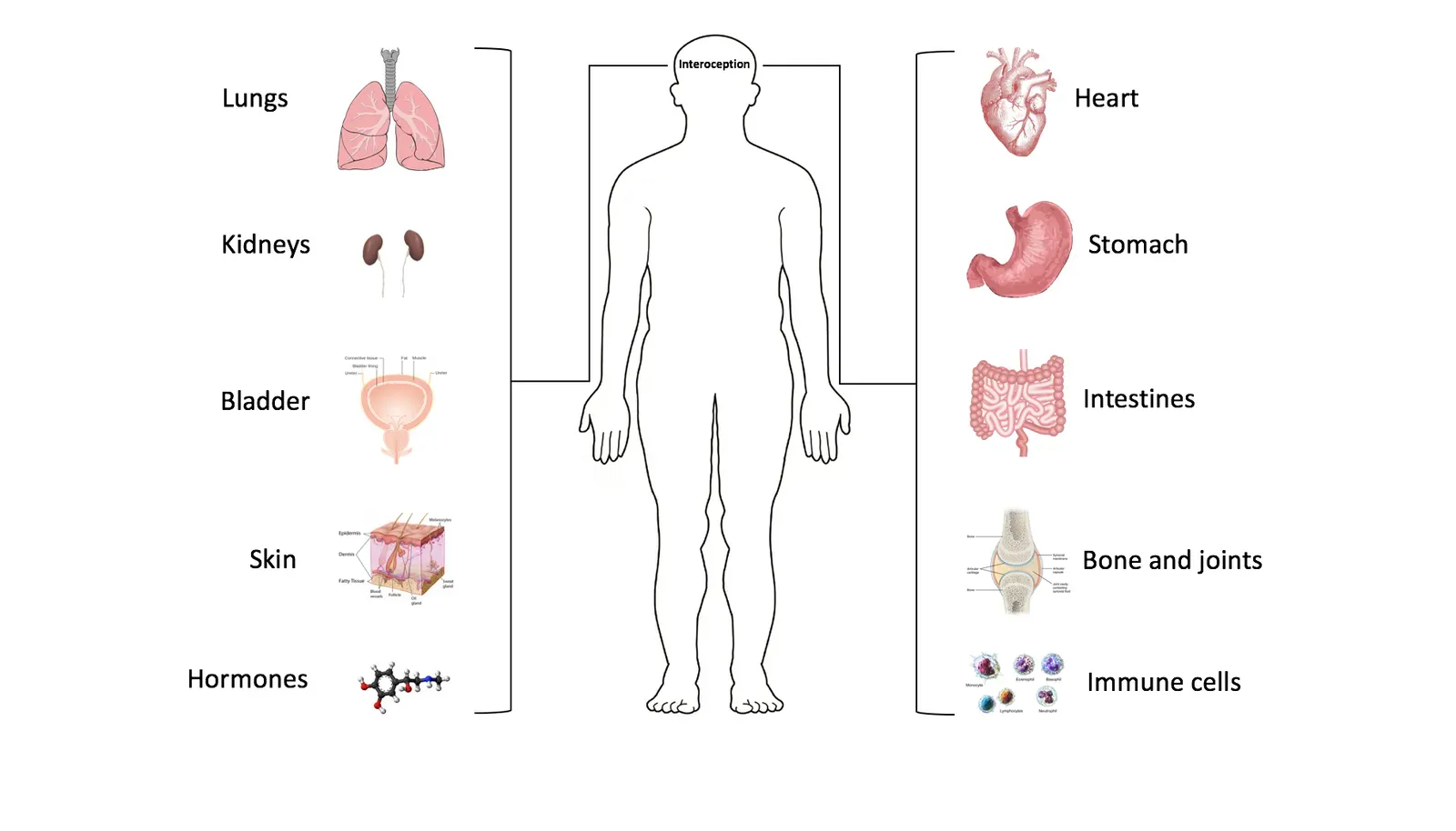 From Ancient Intuitions to Modern Body Maps (Image Credits: Wikimedia)