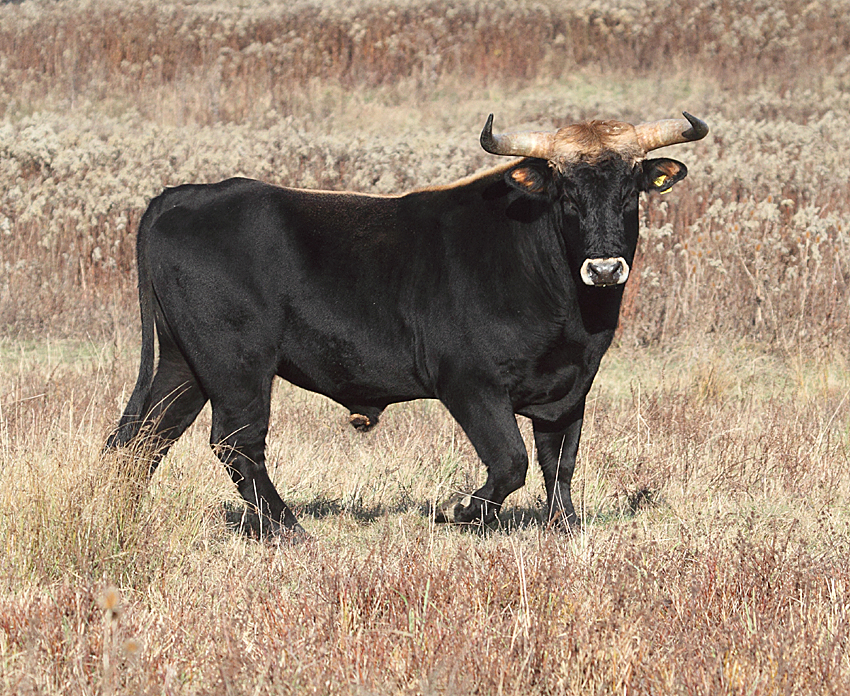 Taurus: The Bull's Foundation Building (Image Credits: By DFoidl, CC BY-SA 3.0, https://commons.wikimedia.org/w/index.php?curid=25954297)