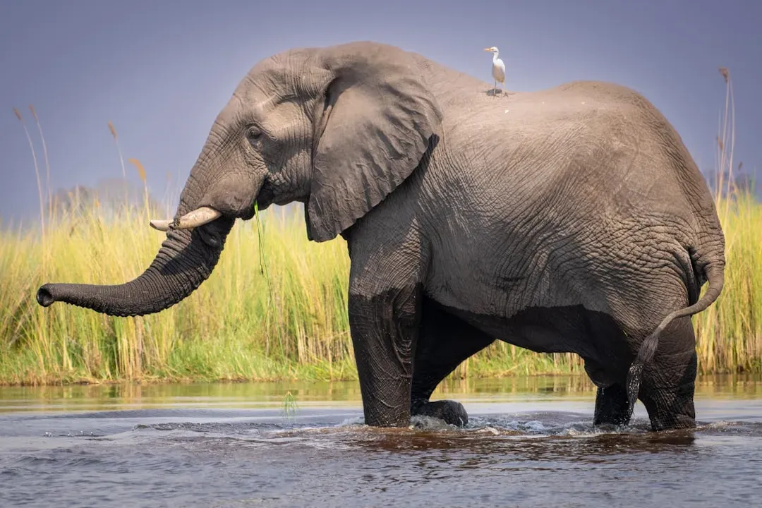 1. Okavango Delta, Botswana – An Oasis of Wildlife in the Desert (Image Credits: Unsplash)