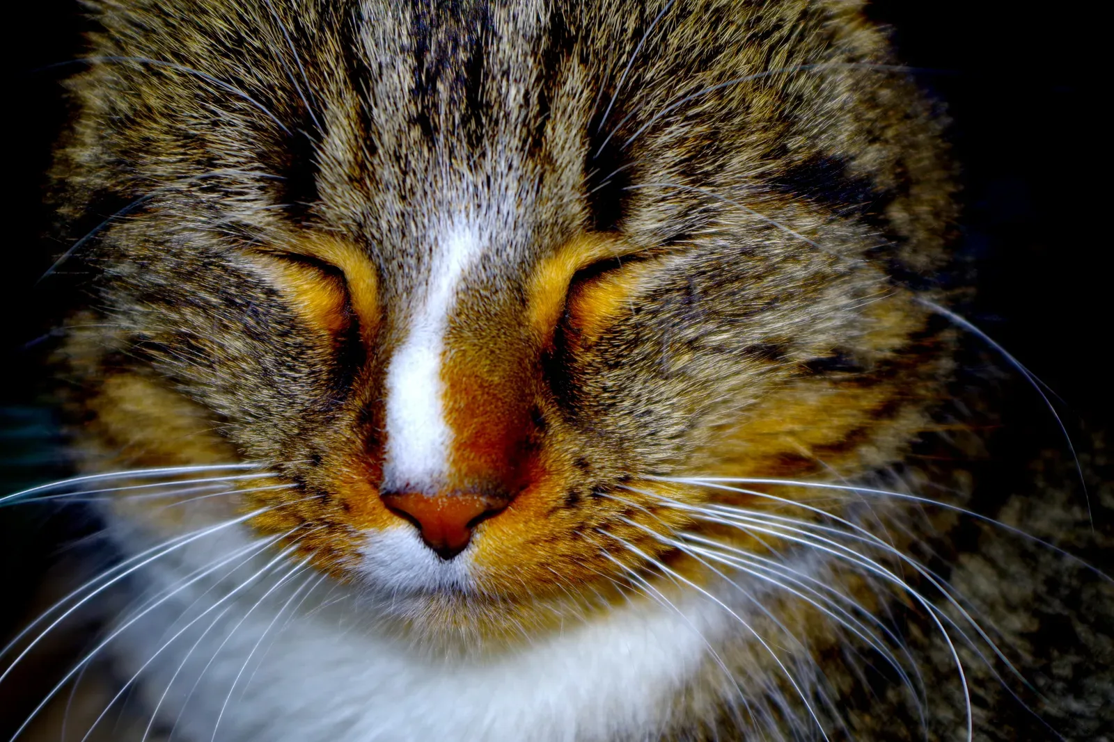 What This Tiny Gesture Reveals About Feline Minds (By Gary Dee, CC BY-SA 4.0)