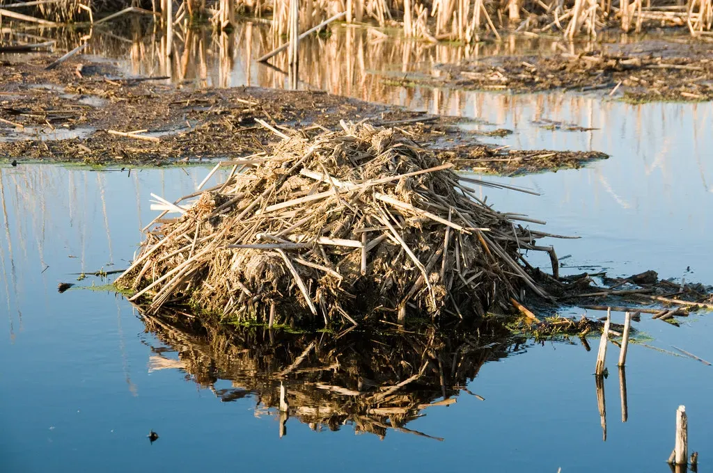 6. Their Lodges and Canals Build Three-Dimensional Habitat (Eric Kilby, Flickr, CC BY-SA 2.0)