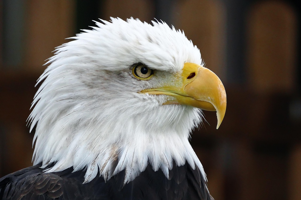 The Visual Personality: Eagles and Hawks (Image Credits: Pixabay)